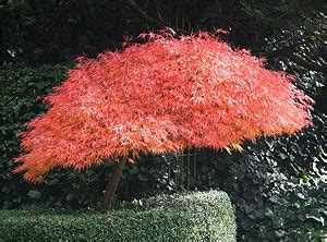 Dwarf Japanese Maples - Nurseries Online