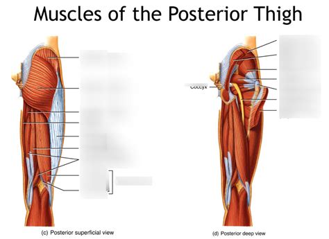 Muscles Of The Thigh Quizlet This Test Will Focus On The Muscles And