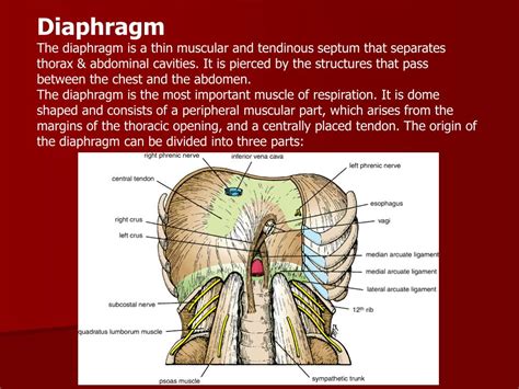 Ppt Diaphragm And Posterior Abdominal Wall Powerpoint Presentation Id