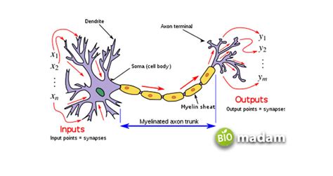 Function of Axon in Neuron - biomadam