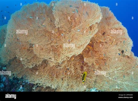 Giant Sea Fan Annella Mollis Strait Of Tiran Dive Site Sinai Egypt