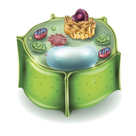 Plant Cell Model With Clay / Plant Cell Model Cake Fondanthate / Use ...