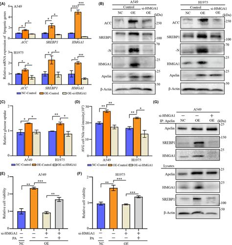 HMGA1 Activated SREBP1 Via The Formation Of A Multiprotein Complex A