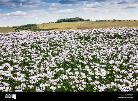 Opium poppies field hi-res stock photography and images - Alamy