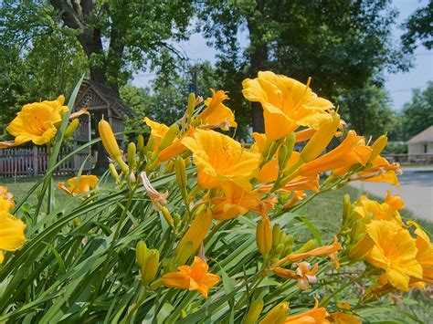 Yellow Daylilies A Plethora Of Daylilies In Our Front Flow David