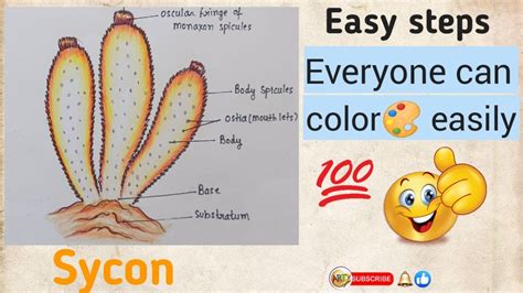 How To Draw Sycon How To Draw Sycon Diagram How To Colour Sycon