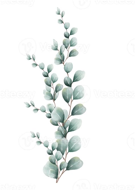 Eucalyptus Leaves Watercolor 16407132 PNG