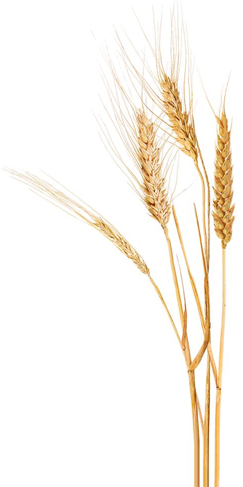 Wheat Stalks Png