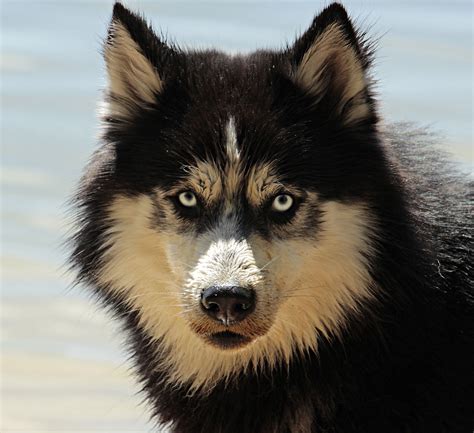 40000 Free Husky Dog And Husky Photos Pixabay