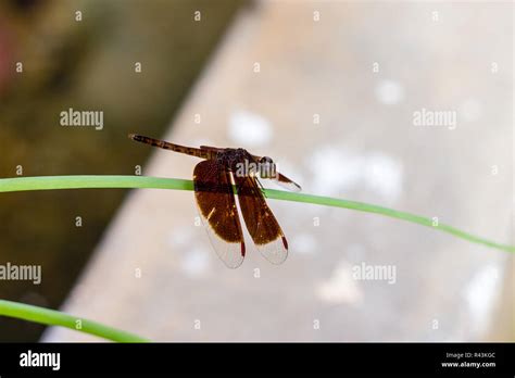 black dragonfly Stock Photo - Alamy
