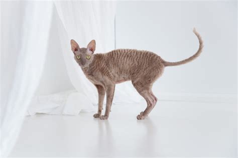 Meet A Mischievous Curly Top The Cornish Rex Petrebels