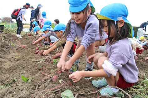 磐田市広報担当 On Twitter 📰news📰 【園児が芋の収穫体験】 ～大きなお芋がとれたよ！～ 10月25日火曜、福田こども園