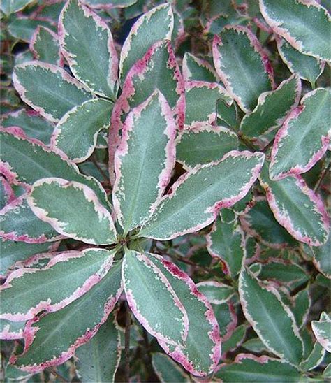 Pittosporum Tenuifolium Elizabeth 3l Willowbrook Nursery And Garden Centre