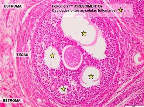 Histologia Sistema Reprodutor Feminino EDUKITA