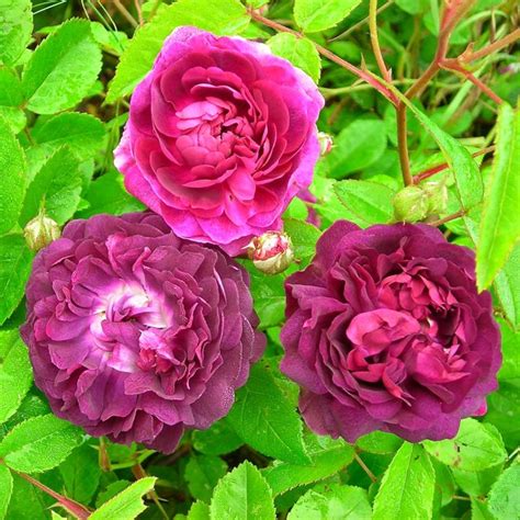ÉvÊque Les Rosiers Du Berry