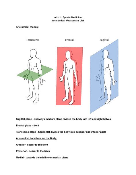 Copy of Anatomical Vocabulary List - Intro to Sports Medicine ...