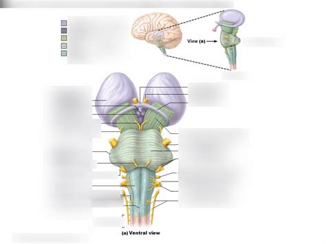 Brainstem Diagram Quizlet