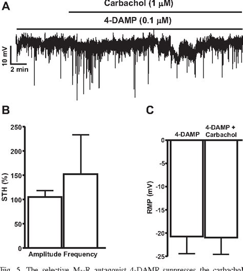 Figure 5 from Activation of muscarinic M 3 receptors inhibits large ...