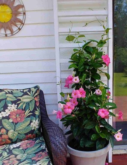 Super Cool Mandevilla Trellis Ideas Trellis For Mandevilla Plant