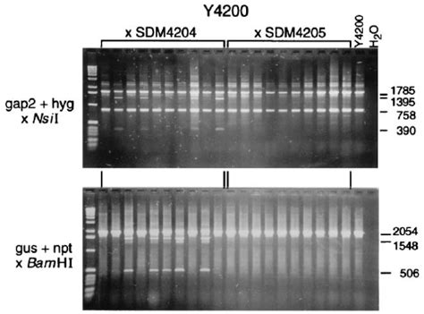 Ethidium Bromide Stained Gels Showing Pcr Fragments Indicative For Gap