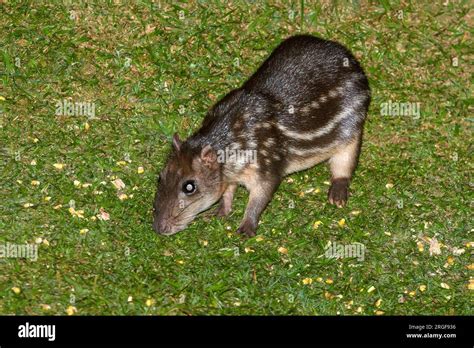 Lowland Paca Cuniculus Paca From Bosque De Paz Costa Rica Stock