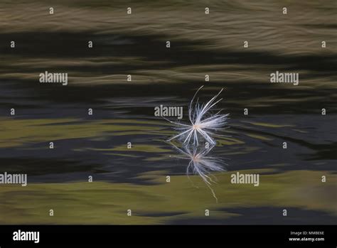 Milkweed Seed In Water Hi Res Stock Photography And Images Alamy