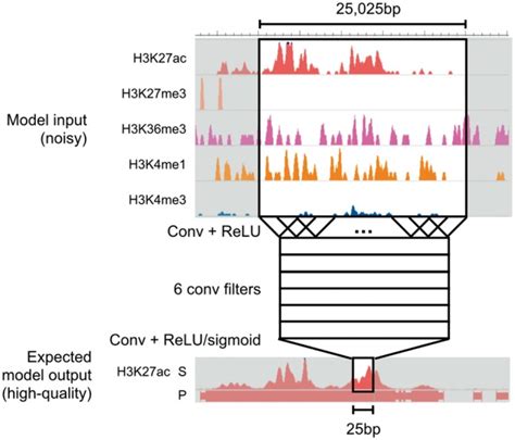 Denoising Genome Wide Histone Chip Seq With Convolutional Neural