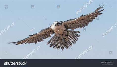 63,190 Desert birds Images, Stock Photos & Vectors | Shutterstock