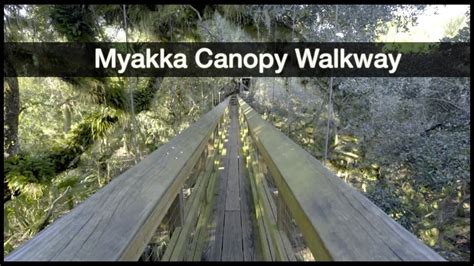 Myakka River State Park Canopy Walkway Youtube