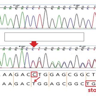 VHL gene mutation. Sequencing of the VHL gene reveals a novel germline ...