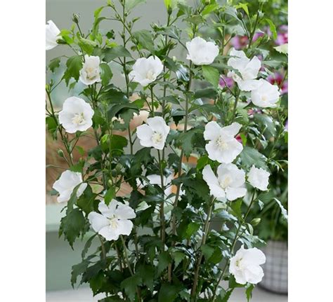 Hibiscus Syriacus Flower Tower White Tuincentrum Pelckmans