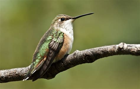 Rufous Hummingbird -- Juvenile Female (Selasphorous rufus)… | Flickr