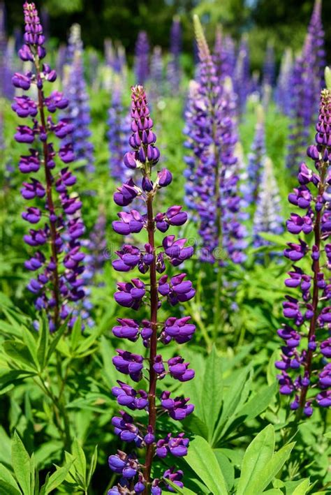 Close Up Of Purple Lupine Flower In A Wildflower Meadow Nature