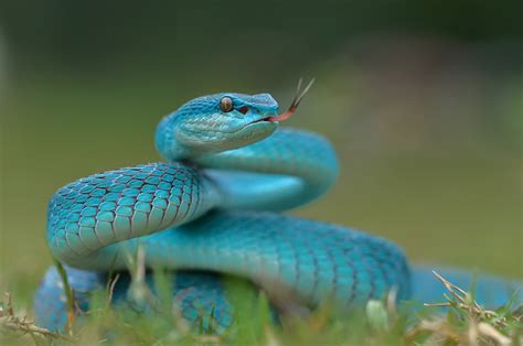 Sonhar cobra correndo atrás de mim coral verde sucuri e outras