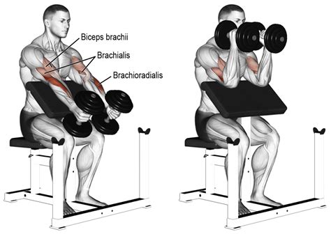 How To Do Seated Dumbbell Hammer Biceps Curls Image Exercise Guide