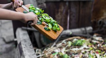 Choupisson comment attirer le petit du hérisson au jardin