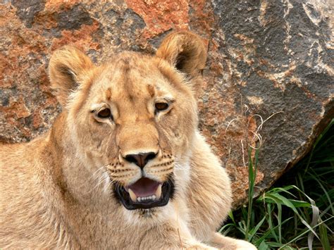 Free Images Animal Wildlife Wild Zoo Africa Fauna Lioness