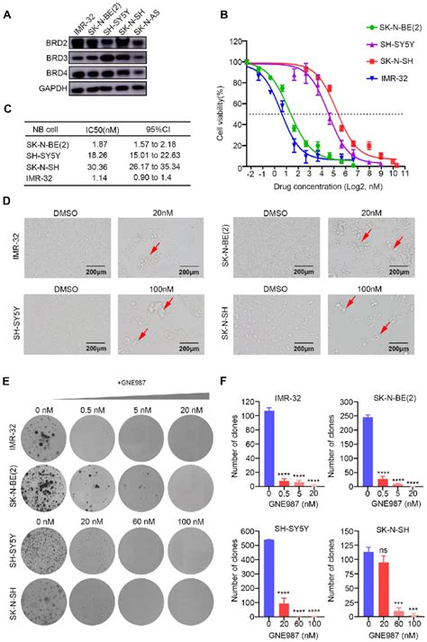 Gne Inhibited Nb Cell Viability And Proliferation A Bet Protein