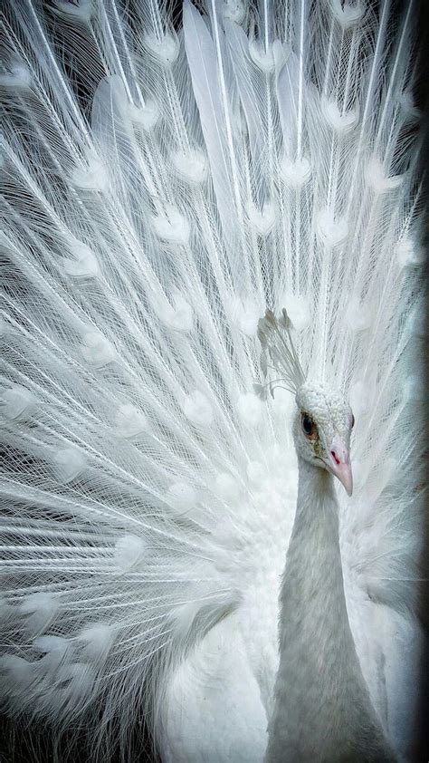 White Peacock Android 2021 Cute Hd Phone Wallpaper Pxfuel