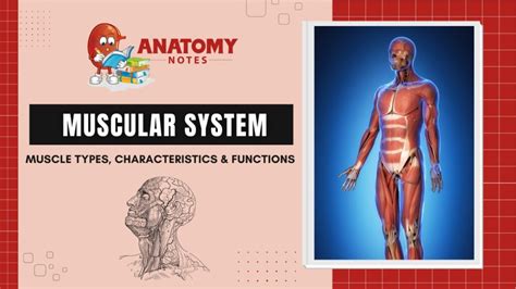 Muscular System Muscle Types Characteristics And Functions