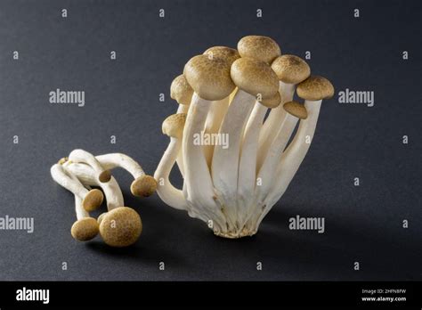 Delicious Gold cap mushrooms, fresh and raw, close up Stock Photo - Alamy