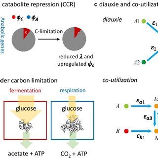 Proteome Allocation Can Explain Important Biological Phenomena A