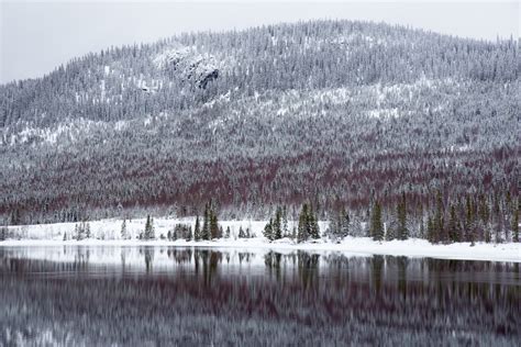 Fotos gratis paisaje árbol naturaleza bosque desierto nieve