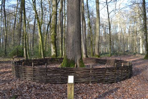 Concours photo Et si le plus bel arbre de l année 2023 poussait dans