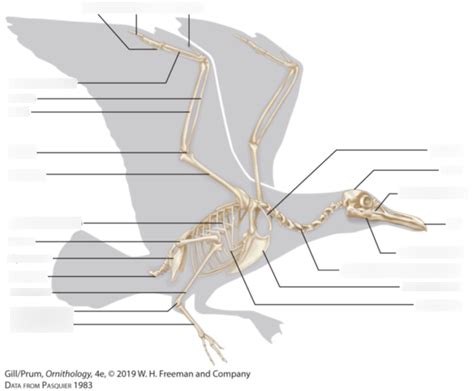 Avian Skeleton Diagram Quizlet