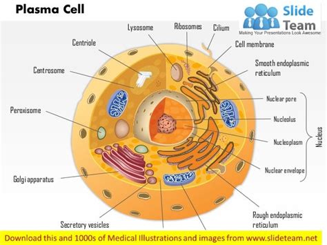 plasma cell immune system medical images  power point