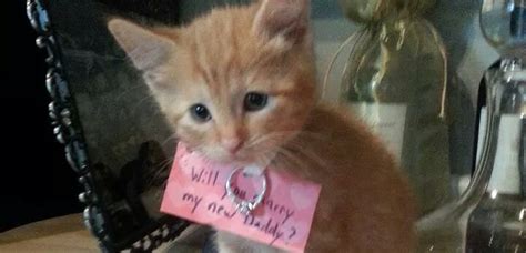 Kitten Proposal Pictures POPSUGAR Love Sex