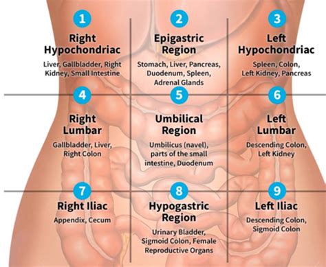 Gastrointestinal And HEENT Assessment Exam Flashcards Quizlet