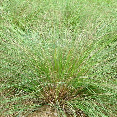 Eragrostis Curvula And Weeping Lovegrass Seeds Heyou Seeds