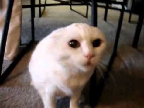 Don T Pet My Pussy YouTube